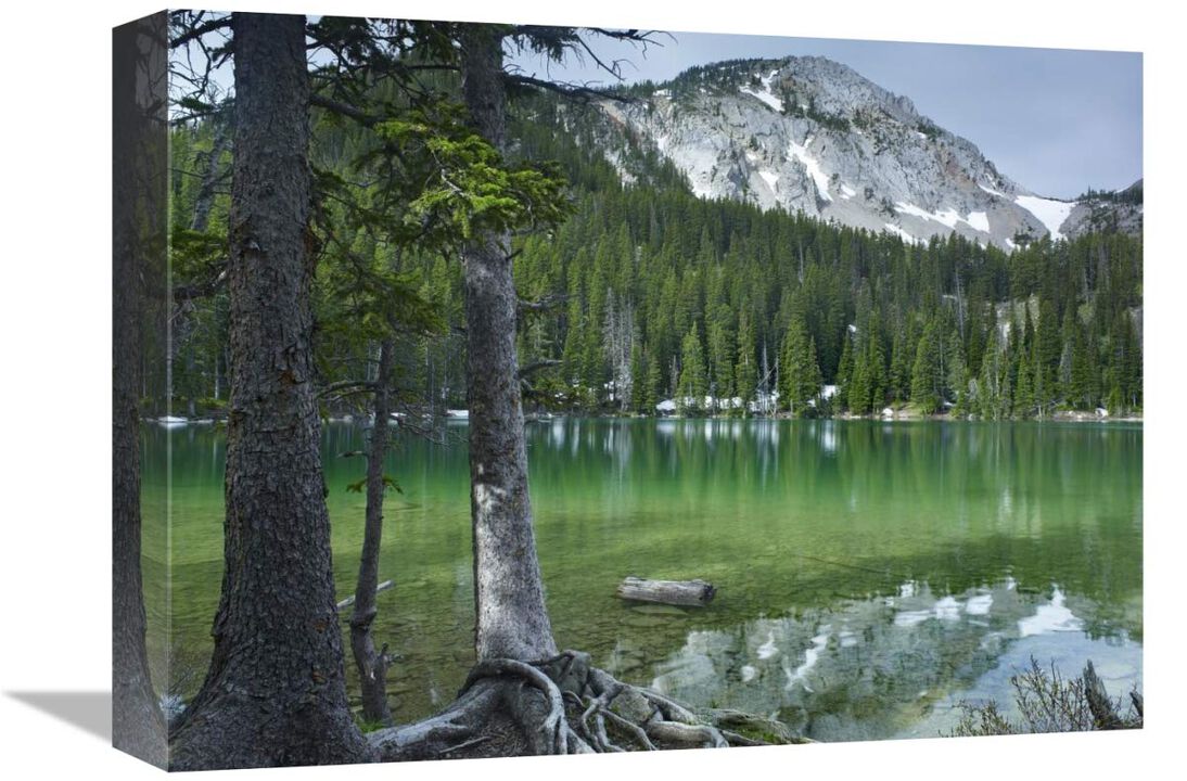Pine trees on the edge of Fairy Lake, Montana-Canvas Art-16x12