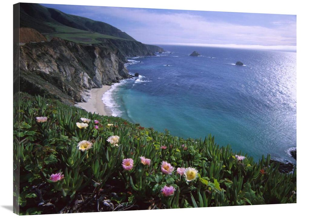 Ice Plant or Hottentot Fig Big Sur coast near Bixby Creek, California-Canvas Art-40x30
