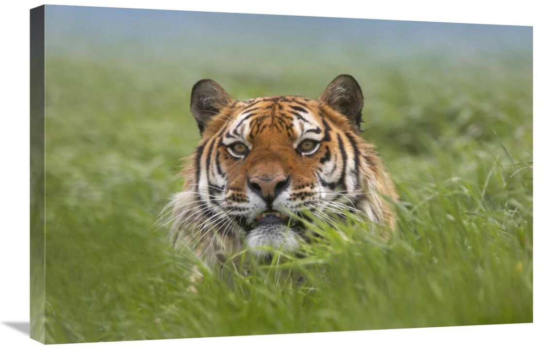 Siberian Tiger snarling, native to Russia-Canvas Art-30x20