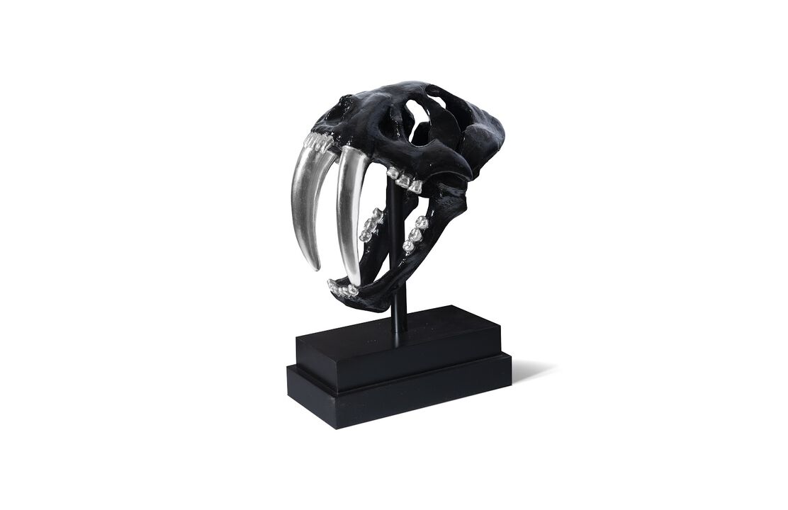Saber Tooth Tiger Skull
