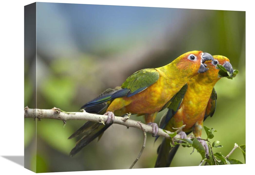 Sun Parakeet pair feeding on leaves, native to South America-Canvas Art-16x12