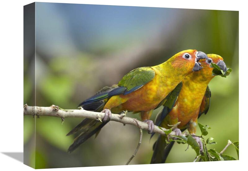 Sun Parakeet pair feeding on leaves, native to South America-Canvas Art-16x12