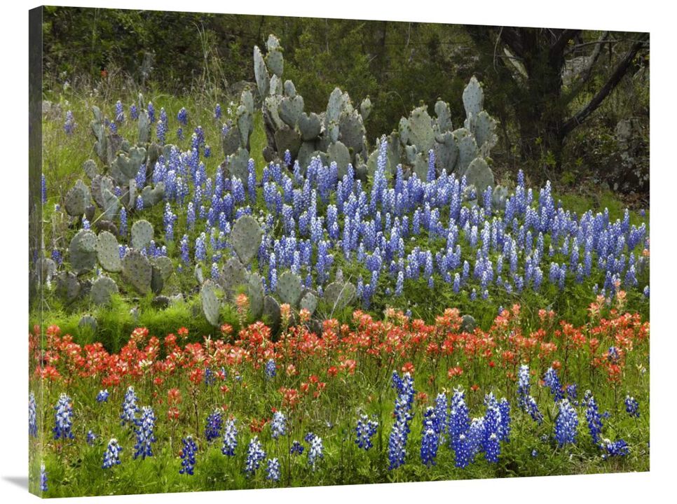 Bluebonnet and Pricky Pear cactus, Texas-Canvas Art-40x30