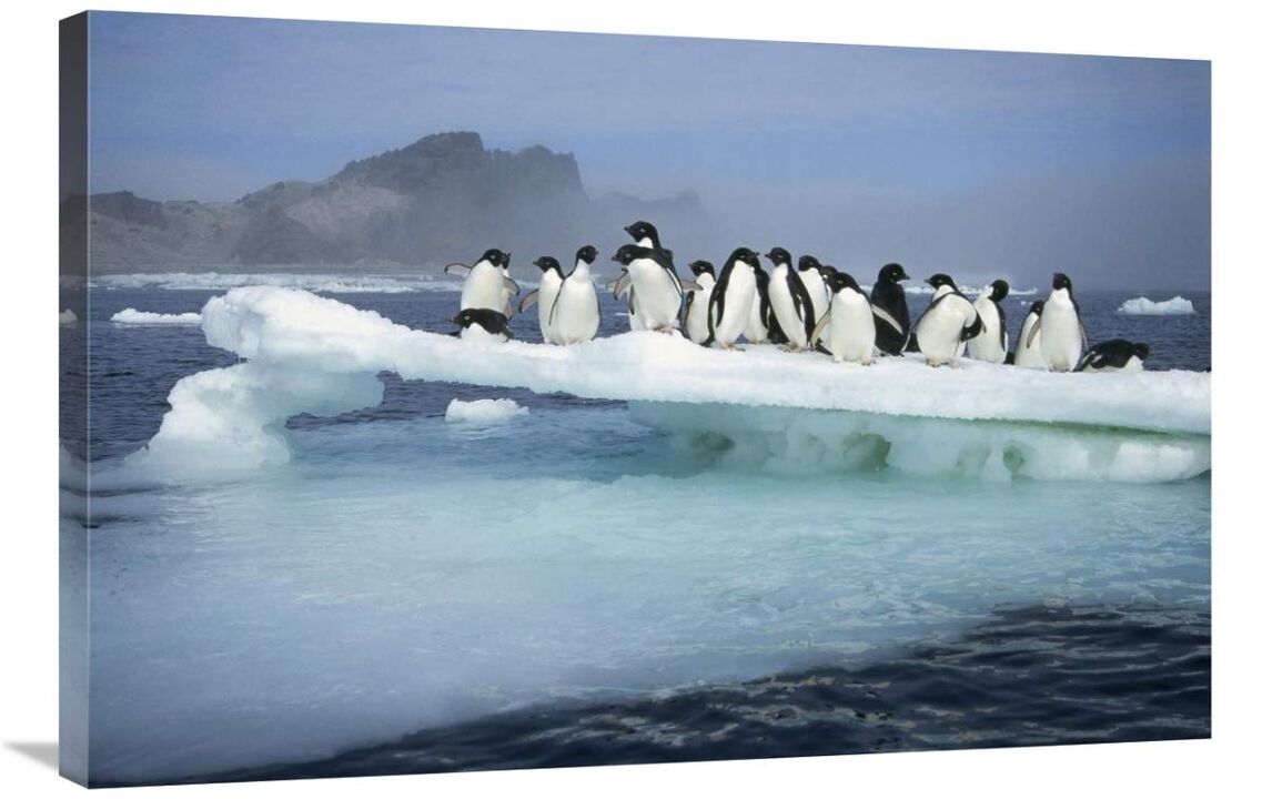 Adelie Penguin group crowding on melting summer ice floe, Possession Island, Ross Sea, Antarctica-Canvas Art-36x24