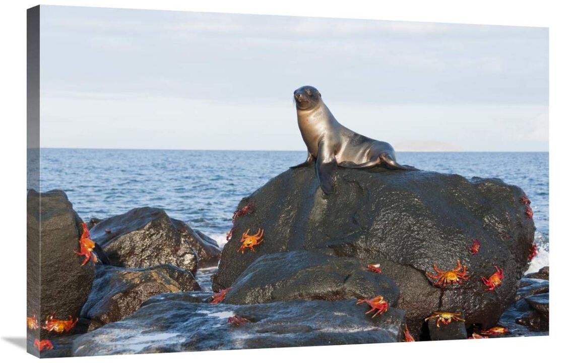 Galapagos Sea Lion pup on rock with Sally Lightfoot Crabs, Galapagos Islands, Ecuador-Canvas Art-36x24