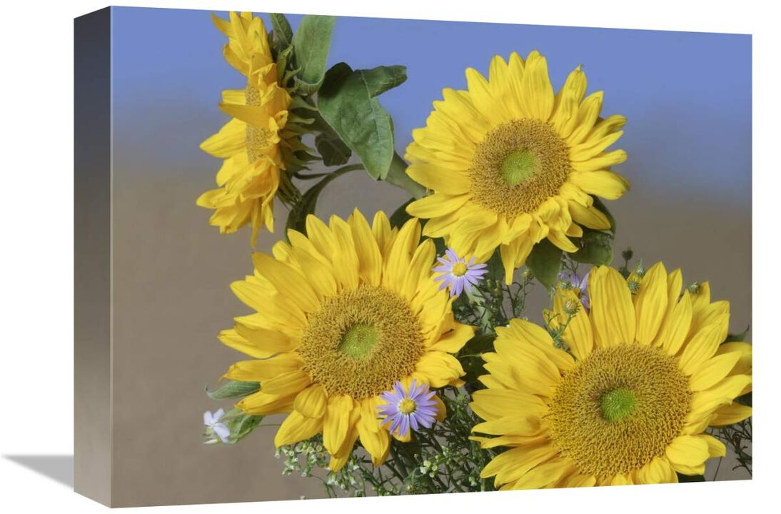 Common Sunflower and Asters, North America-Canvas Art-16x12