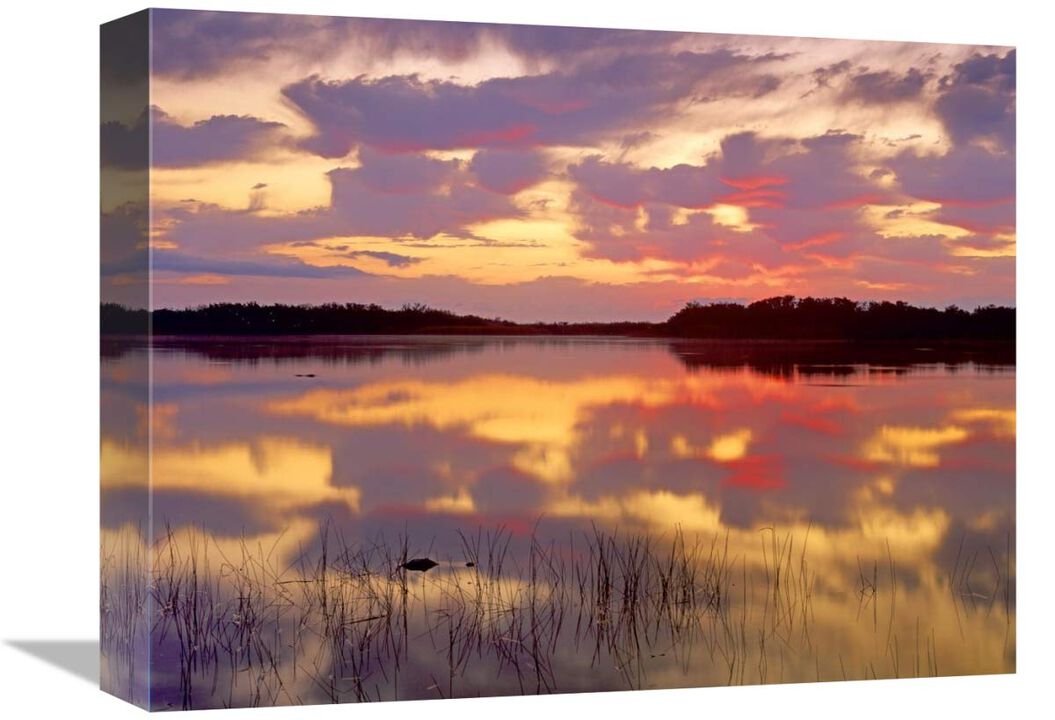 American Alligator surfacing in Nine Mile Pond at sunrise, Everglades National Park, Florida-Canvas Art-16x12