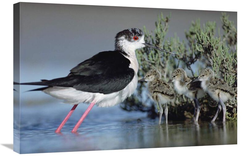 Black-winged Stilt mother with three chicks, Camargue, France-Canvas Art-30x20