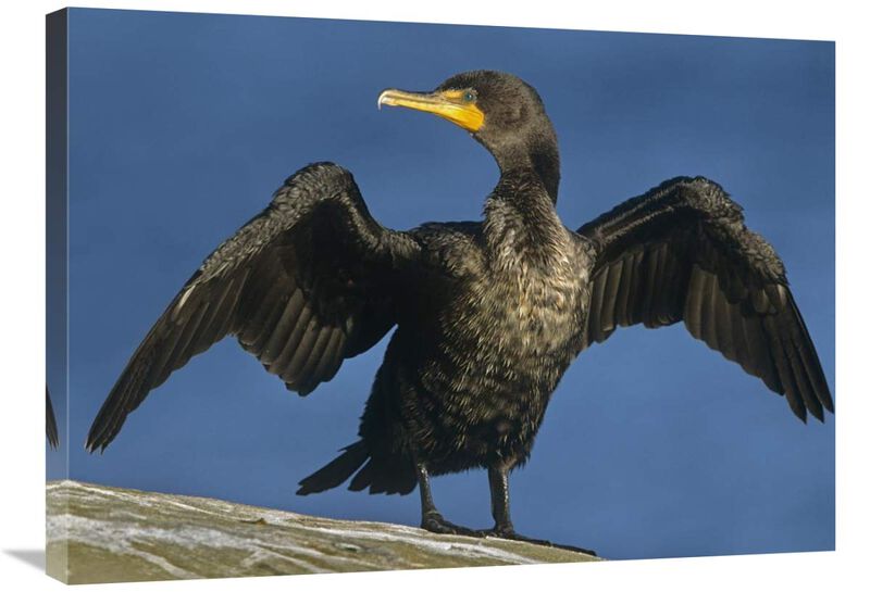 Double-crested Cormorant drying its wings, North America-Canvas Art-32x24