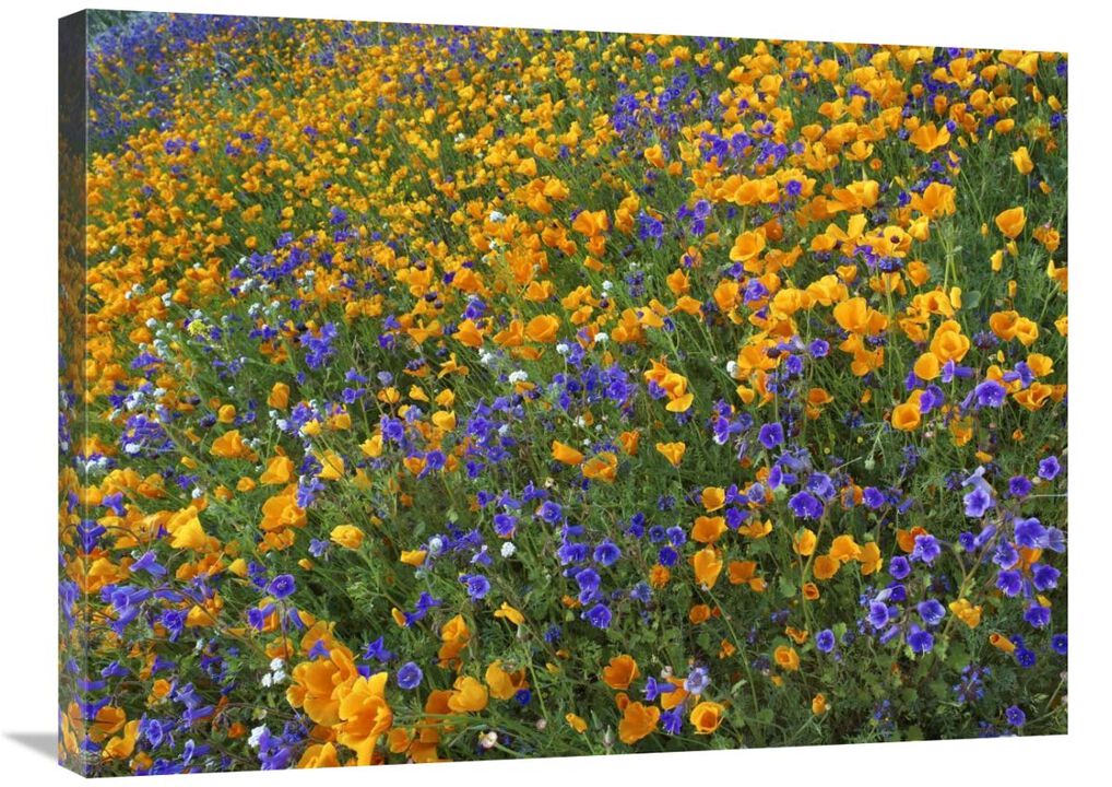 California Poppy and Desert Bluebell flowers, Antelope Valley, California-Canvas Art-32x24