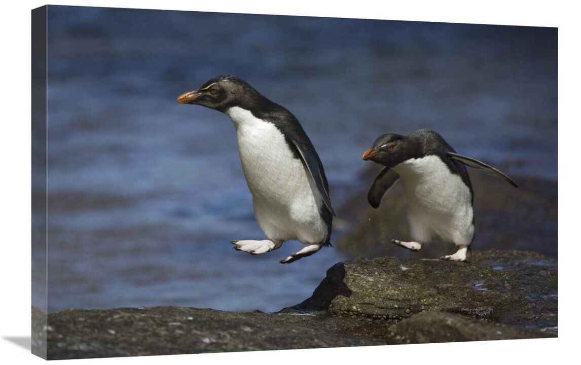 Rockhopper Penguin hopping from rock to rock, New Island, Falkland Islands-Canvas Art-30x20