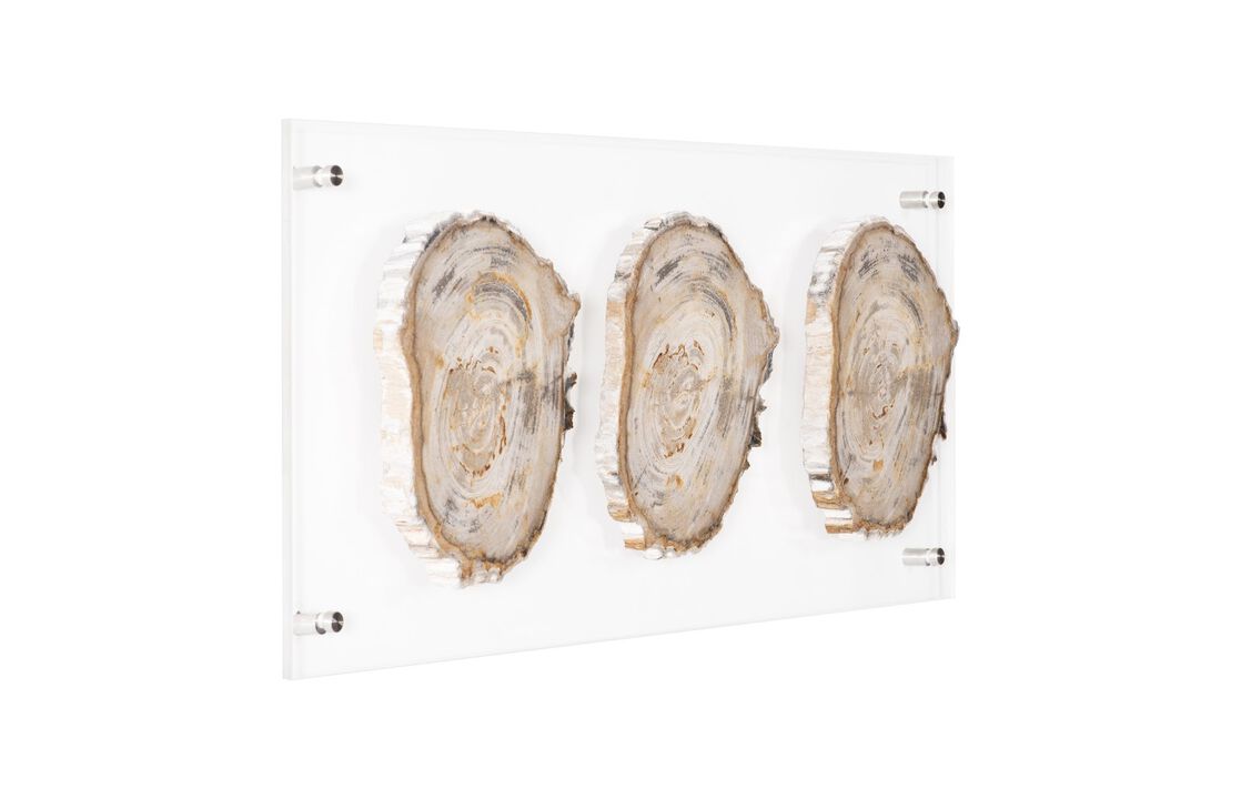 Floating Petrified Wall Art