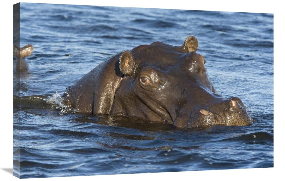 Hippopotamus, northern Botswana-Canvas Art-36x24