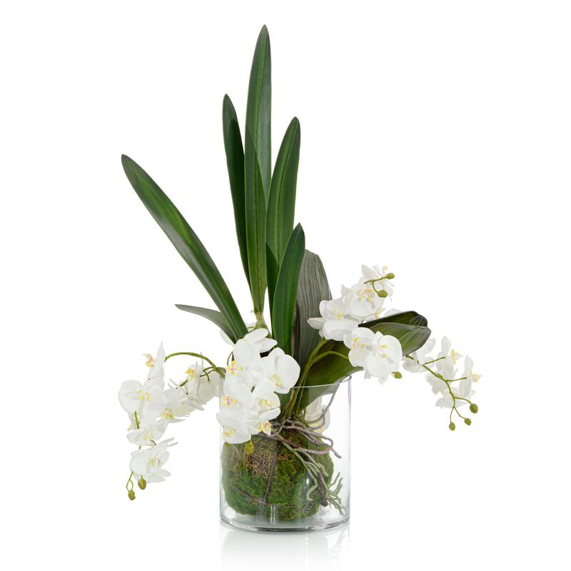 Mossy Orchids