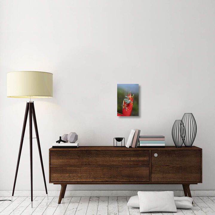 Tiger-striped Leaf Frog on Heliconia, Costa Rica-Canvas Art-12x18