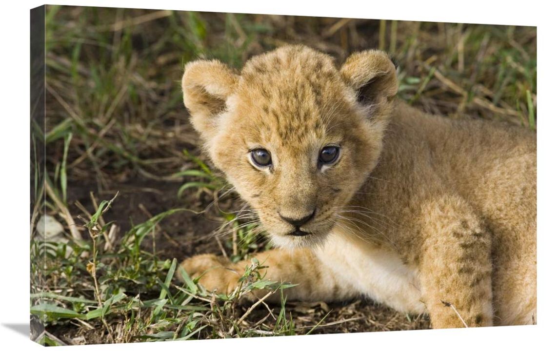 African Lion five week old cub, vulnerable, Masai Mara National Reserve, Kenya-Canvas Art-30x20