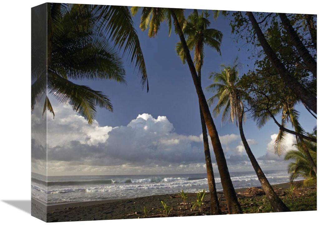 Palm trees on the beach near Marino Ballena National Park, Costa Rica-Canvas Art-16x12
