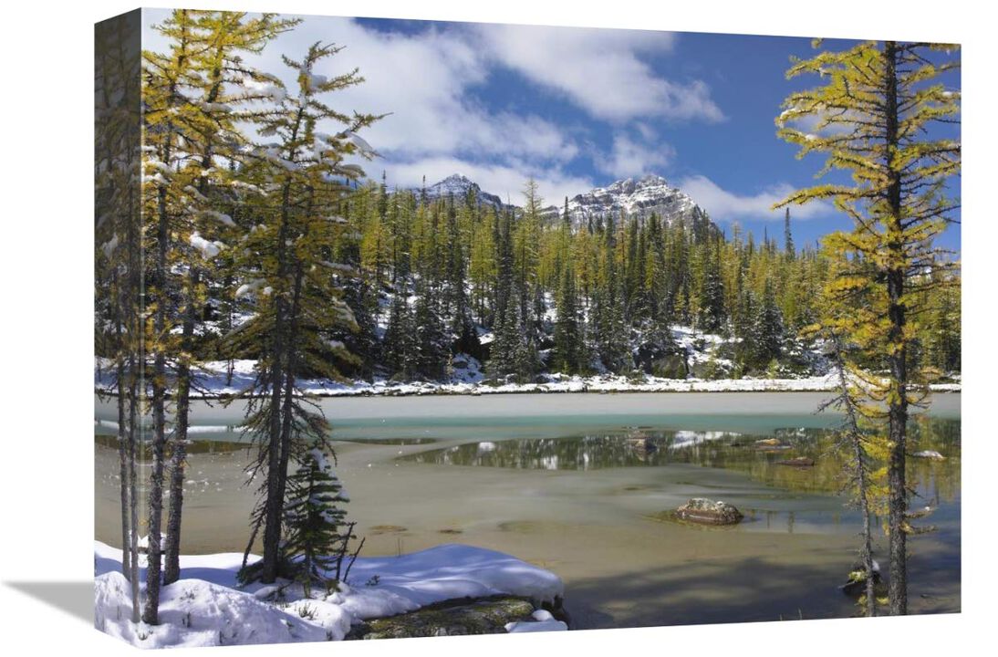 Boreal forest in light snow, Opabin Plateau, Yoho National Park, British Columbia, Canada-Canvas Art-16x12