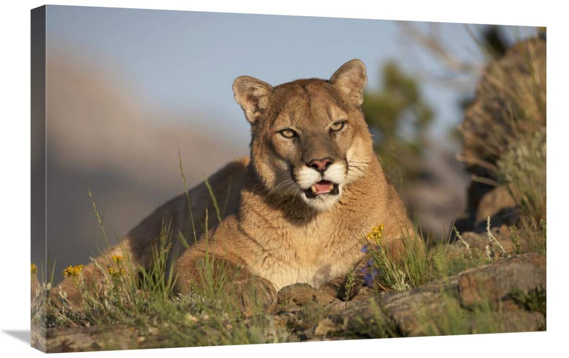 Mountain Lion portrait, North America-Canvas Art-30x20