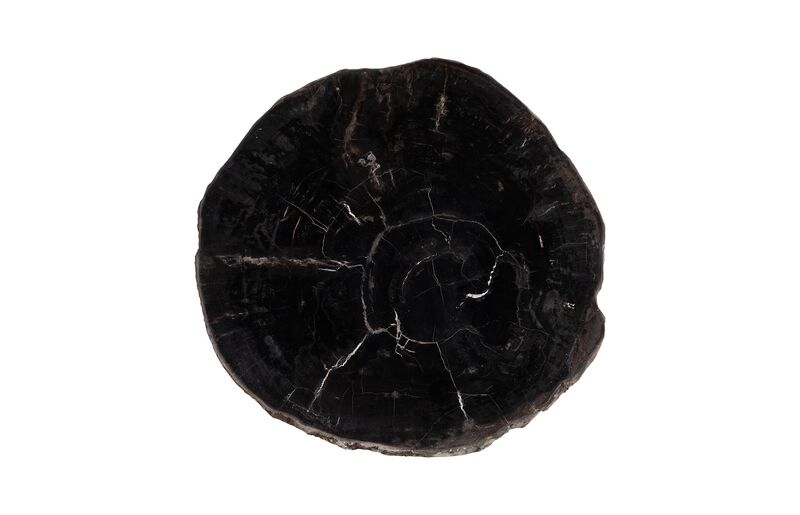 Petrified Coffee Table