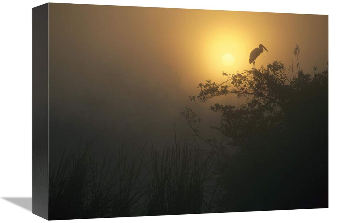 Wood Stork perched in tree, Everglades National Park, Florida-Canvas Art-16x12