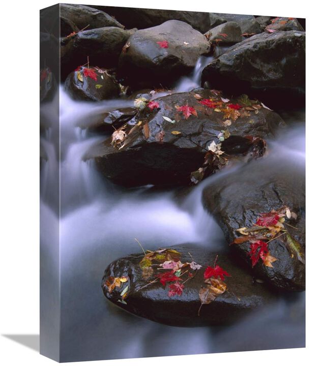 Little Pigeon River and fall Maple leaves, Great Smoky Mountains National Park-Canvas Art-12x16
