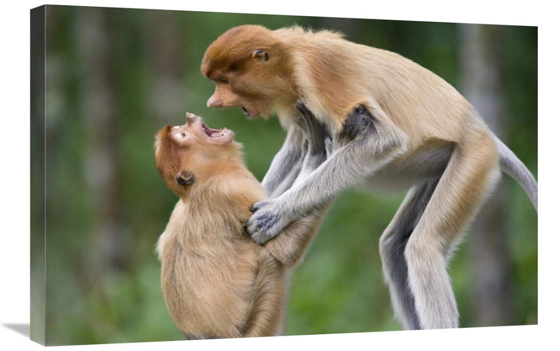 Proboscis Monkey juveniles playing, Sabah, Malaysia-Canvas Art-30x20