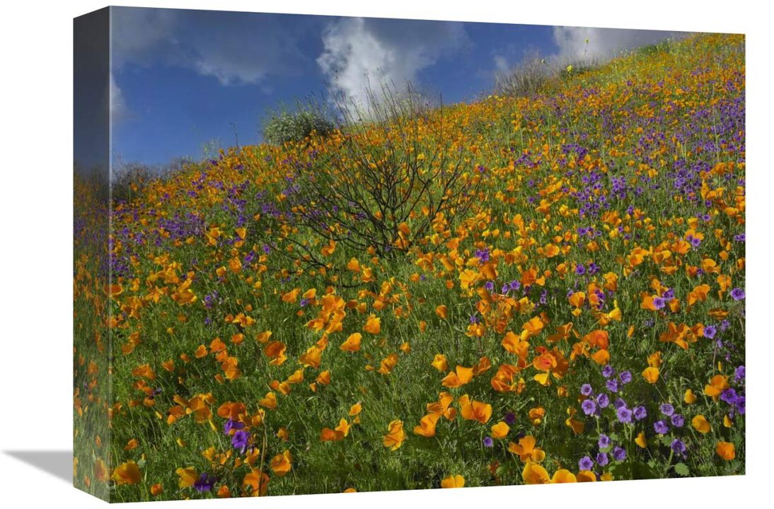 California Poppy and Desert Bluebells carpeting a spring hillside, California-Canvas Art-16x12