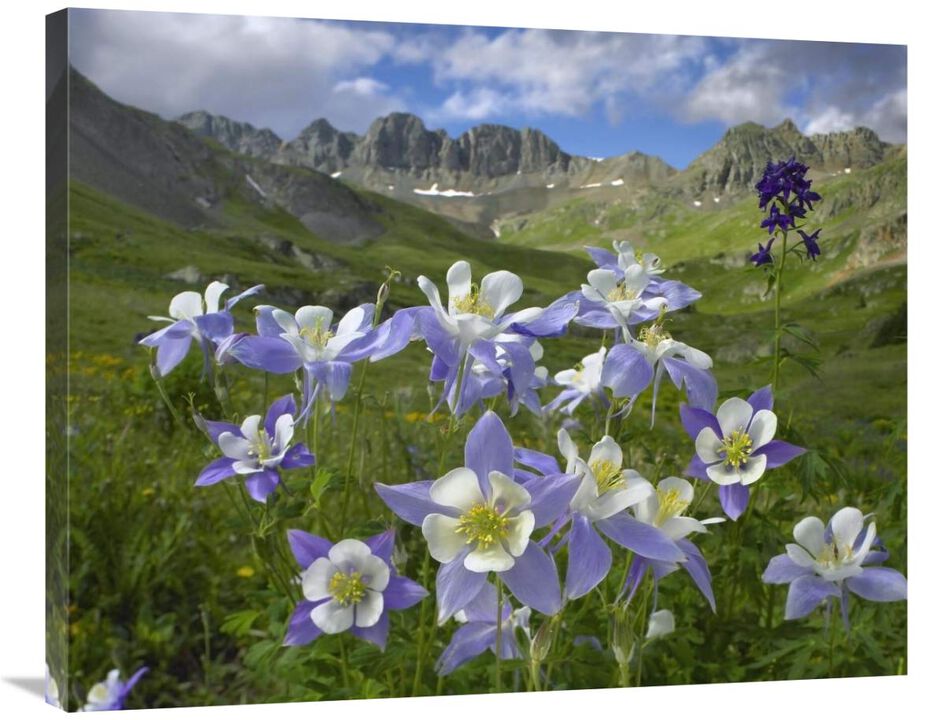 Colorado Blue Columbine meadow at American Basin, Colorado-Canvas Art-35x28