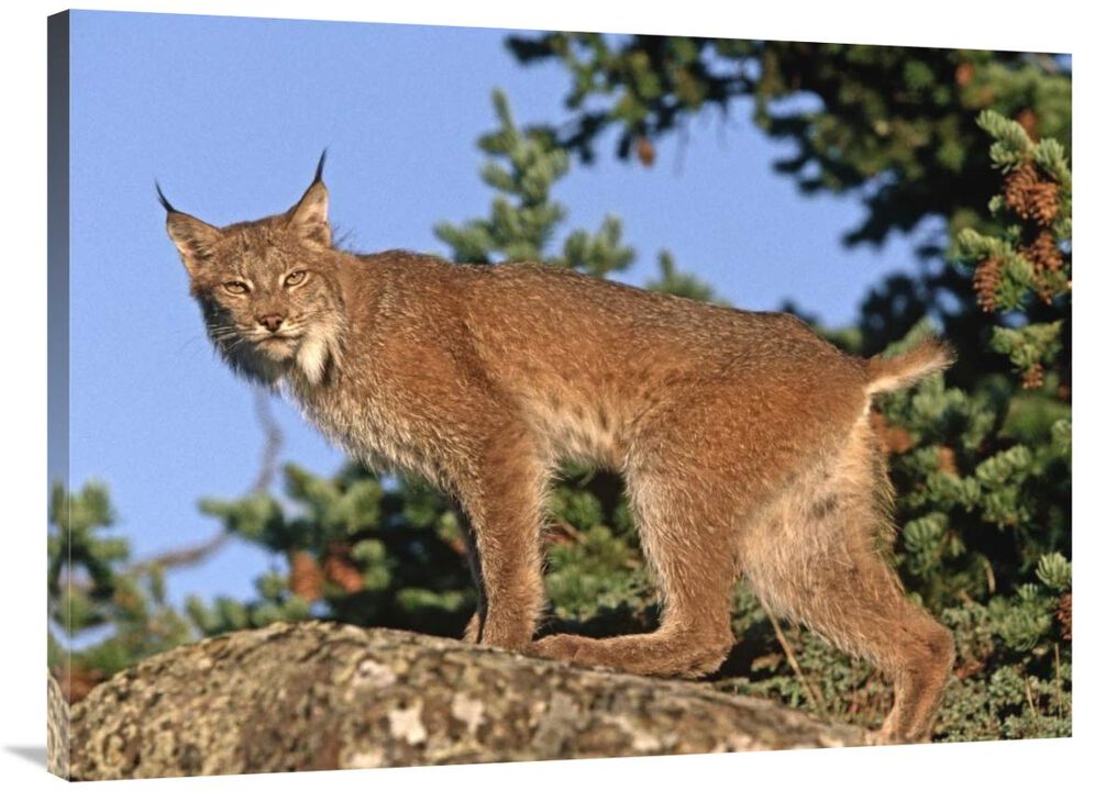Canada Lynx climbing on rock, North America-Canvas Art-40x30