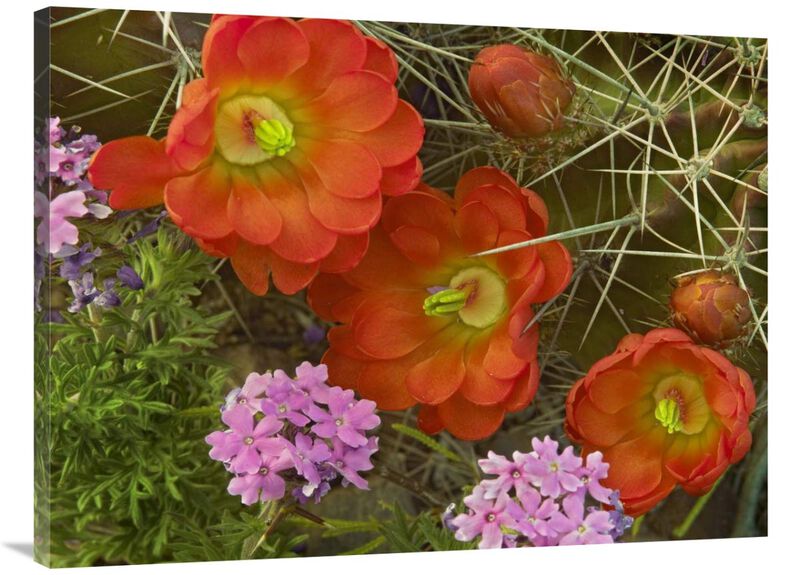 Claret Cup Cactus and Verbena detail of flowers in bloom, North America-Canvas Art-40x30