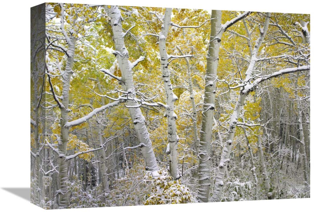 Quaking Aspens near Kebbler Pass, Gunnison National Forest, Colorado-Canvas Art-16x12