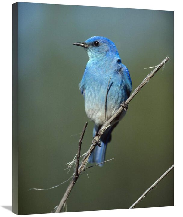 Mountain Bluebird perching on twig, North America-Canvas Art-24x32