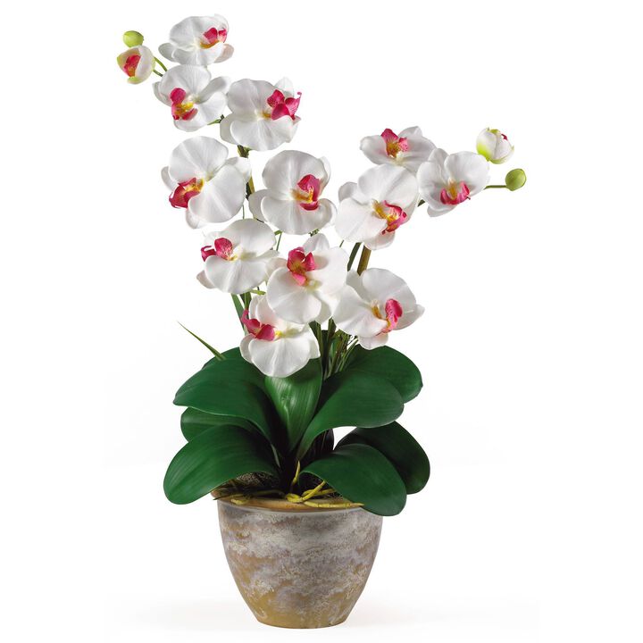 Nearly Natural Double Stem Phalaenopsis Cream