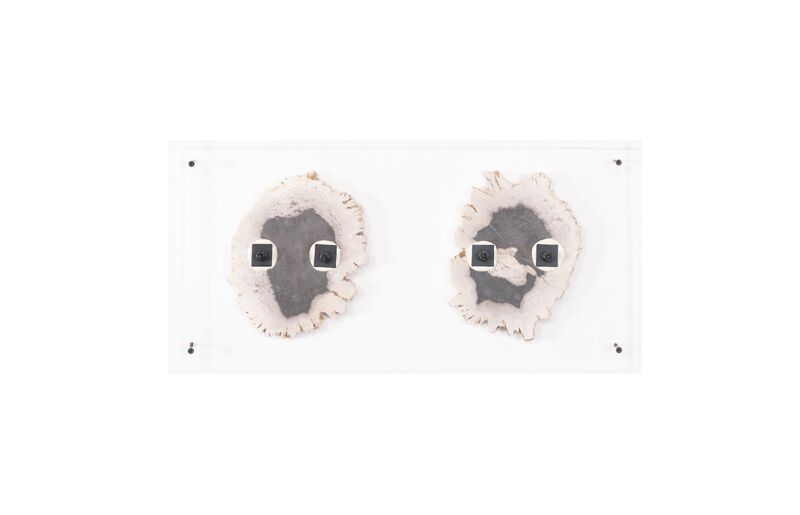 Floating Petrified Double Slice Wall Art