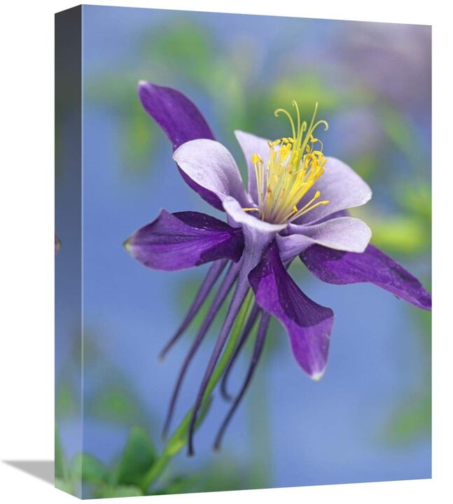 Colorado Blue Columbine close up of bloom, North America-Canvas Art-12x16