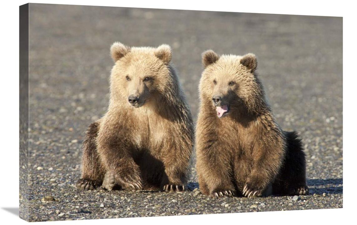 Grizzly Bear cubs, one yawning, Katmai National Park, Alaska-Canvas Art-30x20