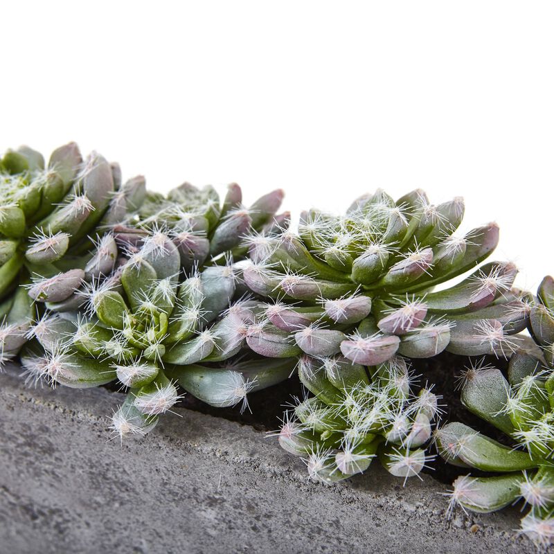 Hivvago Succulent Garden w/Textured Concrete Planter