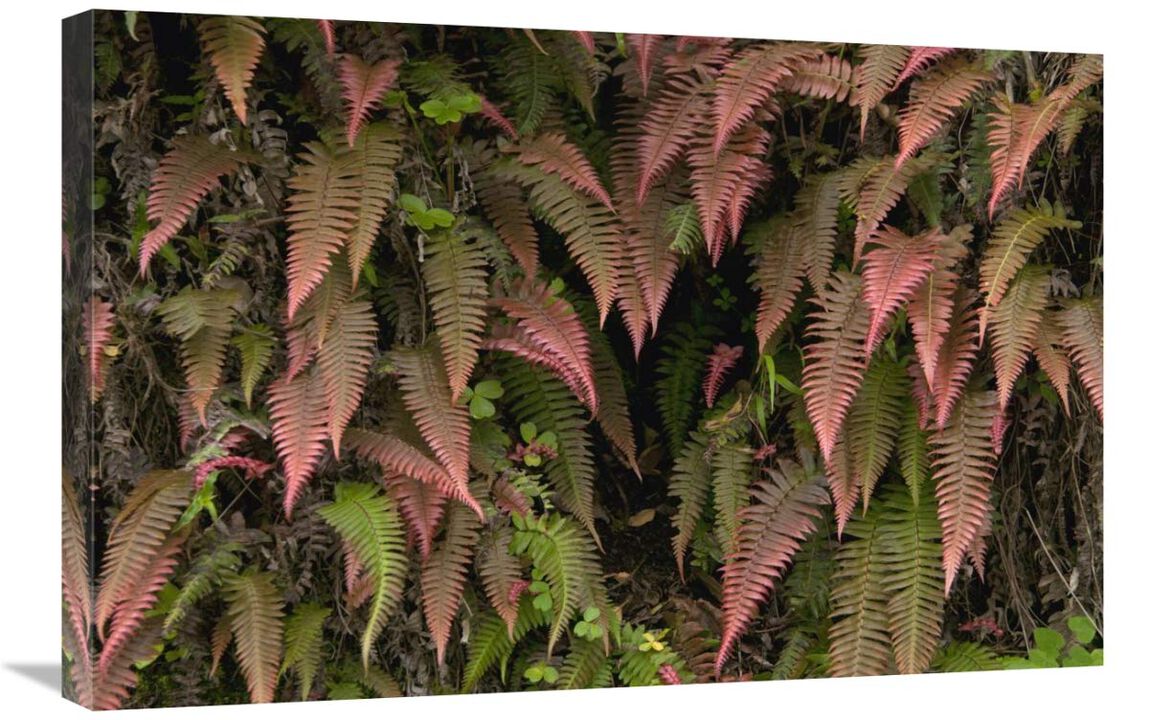 Young ferns in temperate forest, Ecuador-Canvas Art-30x20