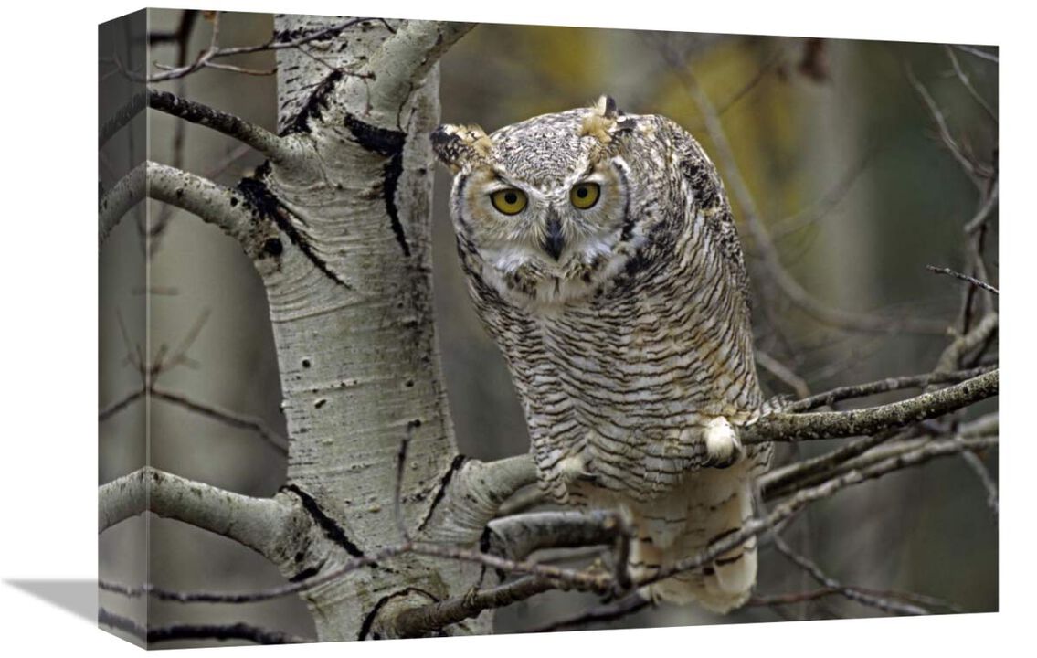 Great Horned Owl pale form, Kootenays, British Columbia, Canada-Canvas Art-16x12