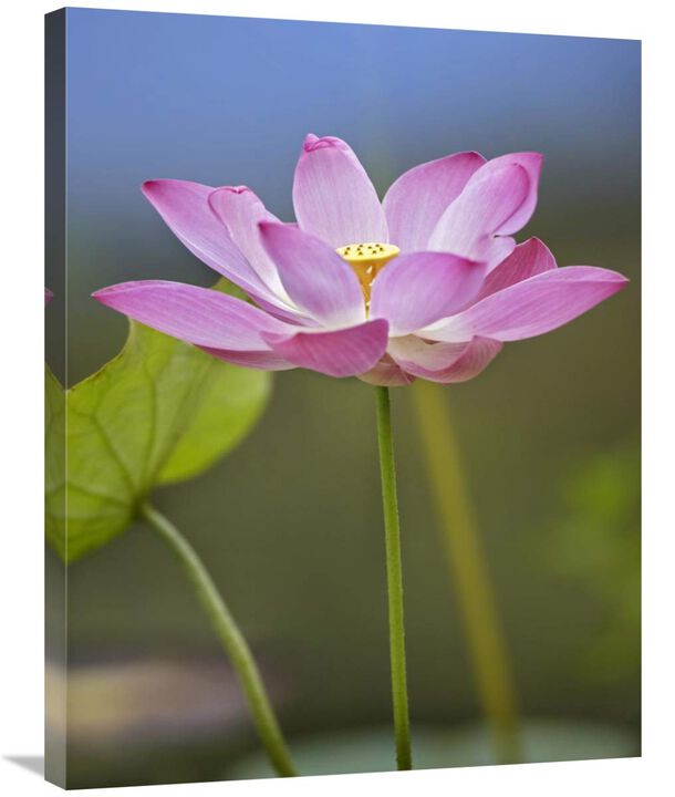 Sacred Lotus flower, native to Asia-Canvas Art-24x32