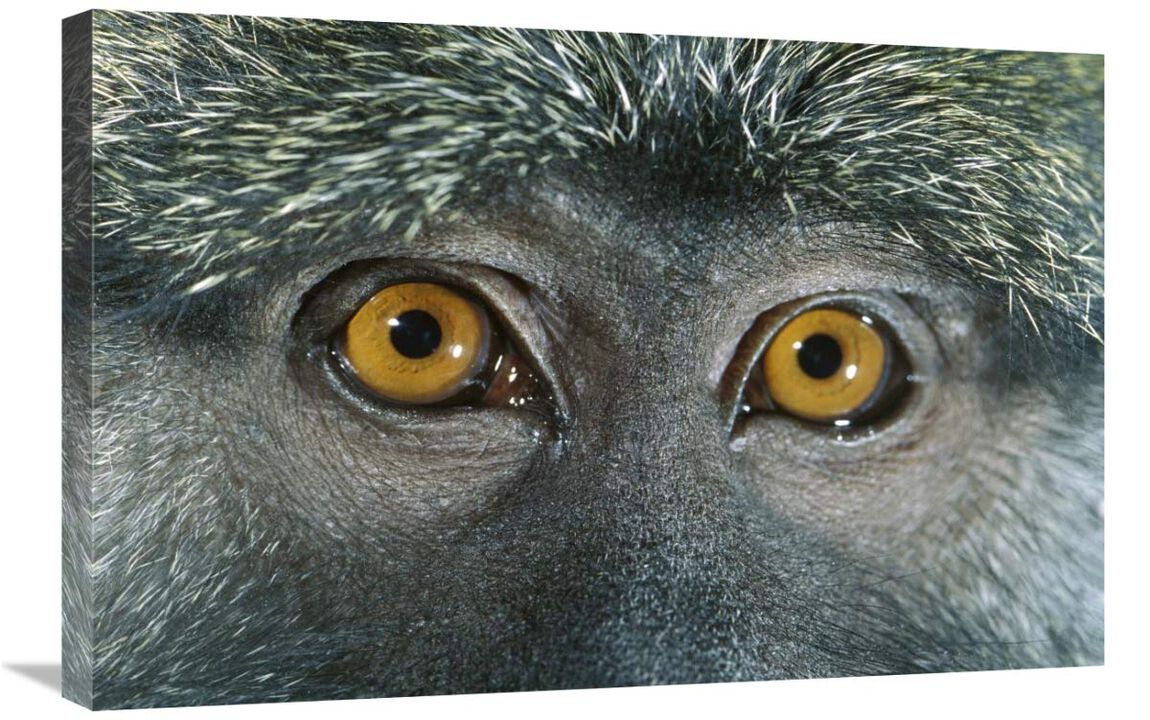Allens Swamp Monkey detail of eyes, native to Africa-Canvas Art-30x20