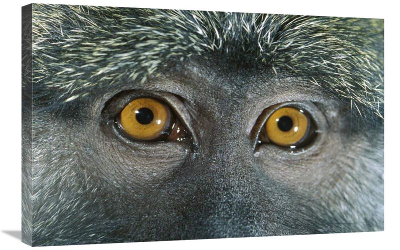 Allens Swamp Monkey detail of eyes, native to Africa-Canvas Art-30x20