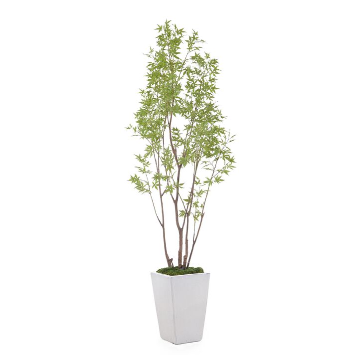 Amur Maple
