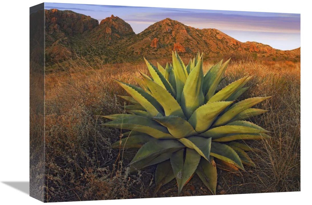 Agave plants and Chisos Mountains seen from Chisos Basin, Big Bend National Park, Chihuahuan Desert, Texas-Canvas Art-16x12