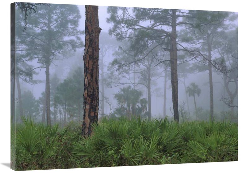 Saw Palmetto and Pine trees in fog, near Estero River, Florida-Canvas Art-40x30
