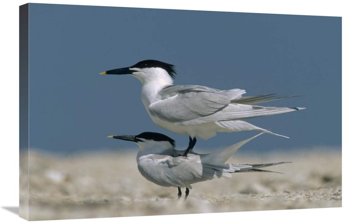 Sandwich Tern couple courting, North America-Canvas Art-30x20