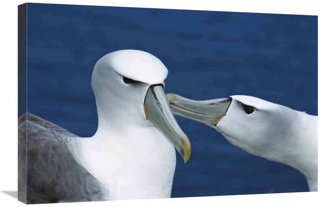 White-capped or Shy Albatross pair courting, Southwest Cape, Auckland Island, New Zealand-Canvas Art-30x20