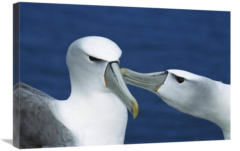 White-capped or Shy Albatross pair courting, Southwest Cape, Auckland Island, New Zealand-Canvas Art-30x20