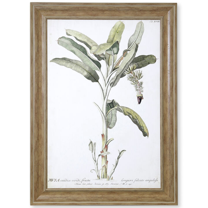 Banana Palm I Framed Print